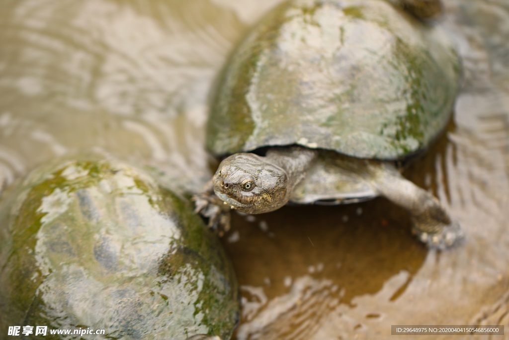 水 乌龟 自然 动物 野生 爬