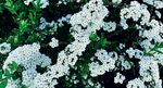 小雏菊 雏菊 菊花 白菊花 菊