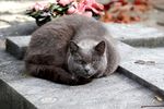 猫 宠物 懒猫 猫咪 睡觉 花