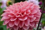 花 叶 自然 玫瑰 花束 春天