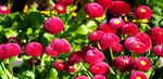 小雏菊 红菊花 园林 花卉 秋