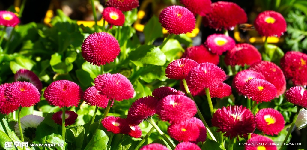 小雏菊 红菊花 园林 花卉 秋