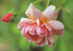 郁金香 郁金香花 小苍兰 花卉