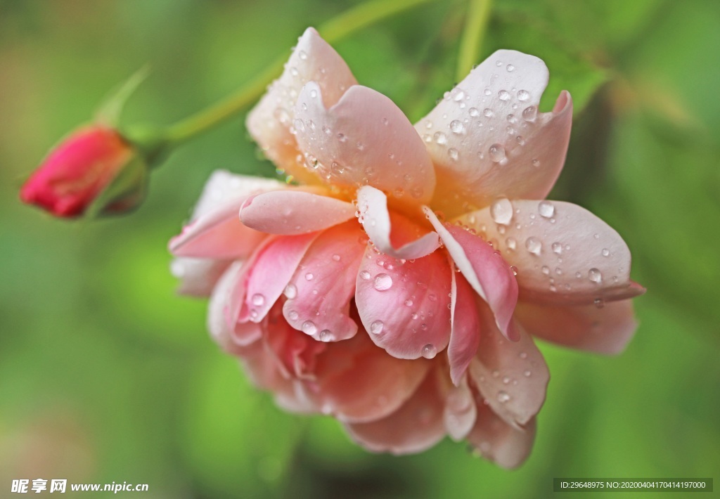 郁金香 郁金香花 小苍兰 花卉