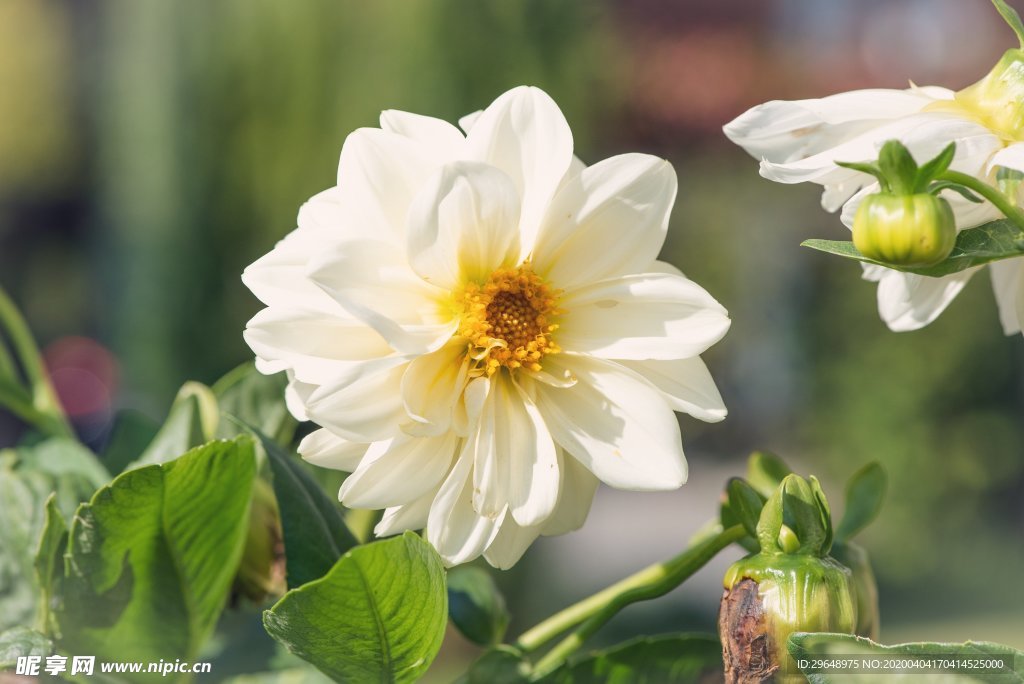 小雏菊 白菊花 园林 花卉 秋