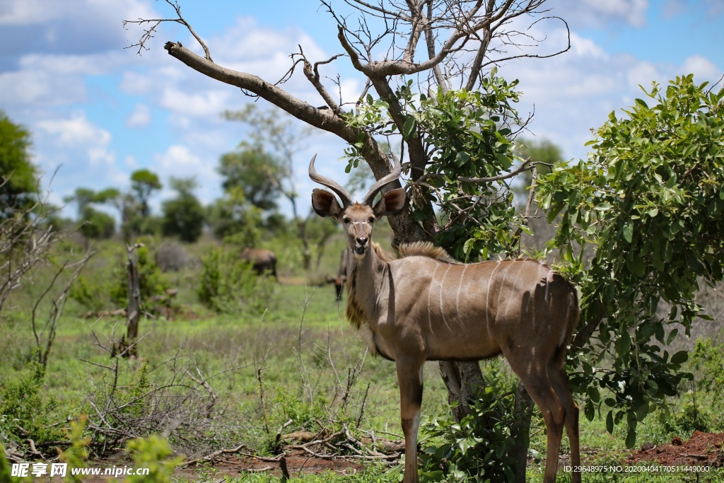 羚羊 非洲 野生动物 万基国家