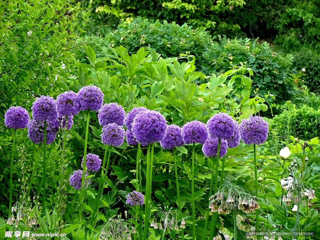 雏菊 红菊花 园林 花卉 秋天