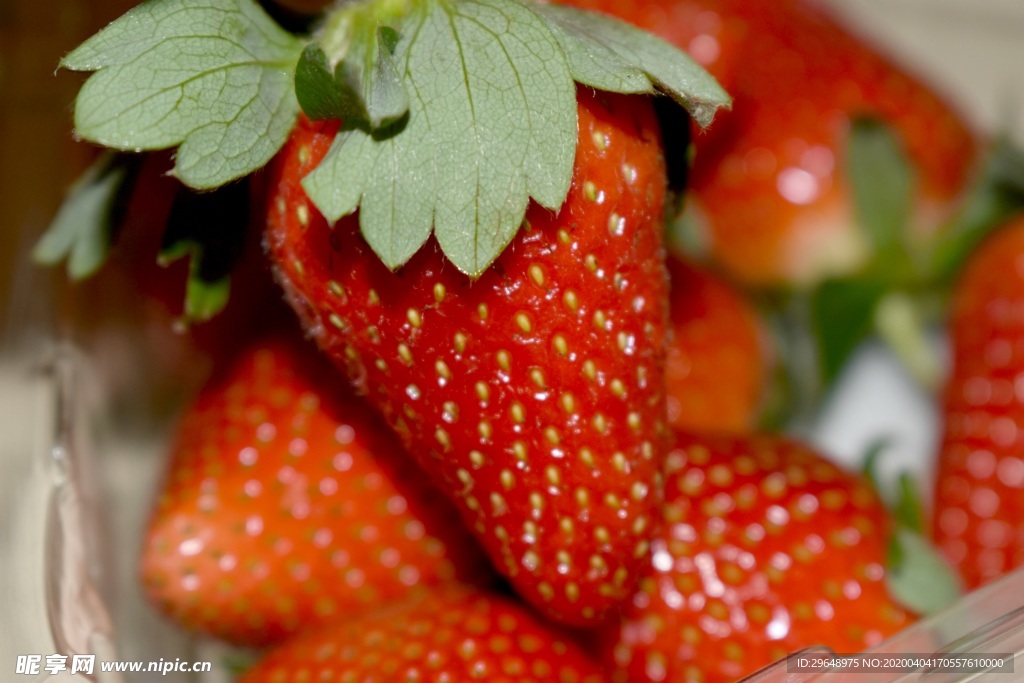 草莓 奶油草莓 新鲜草莓 新鲜