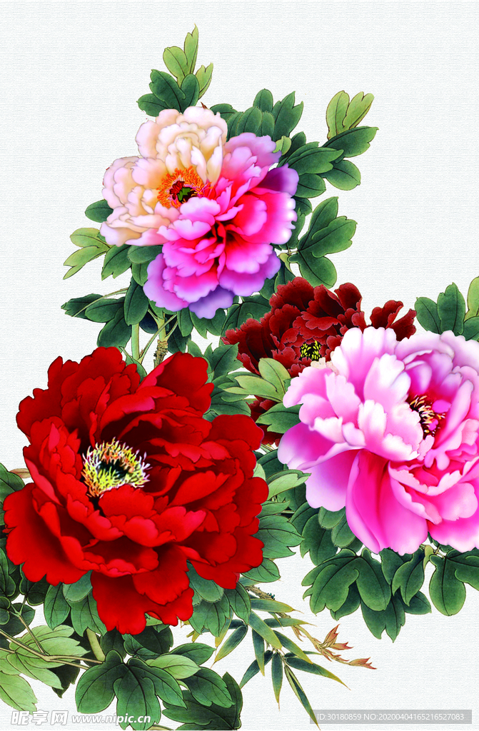 牡丹花