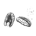 核桃