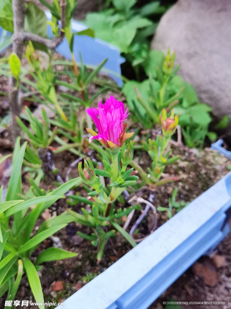月季花