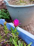 月季花