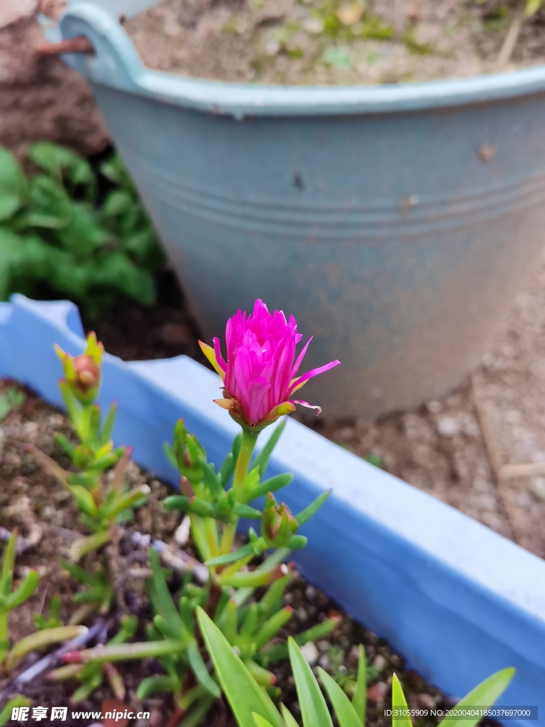 月季花
