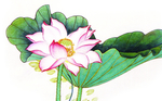荷花 手绘