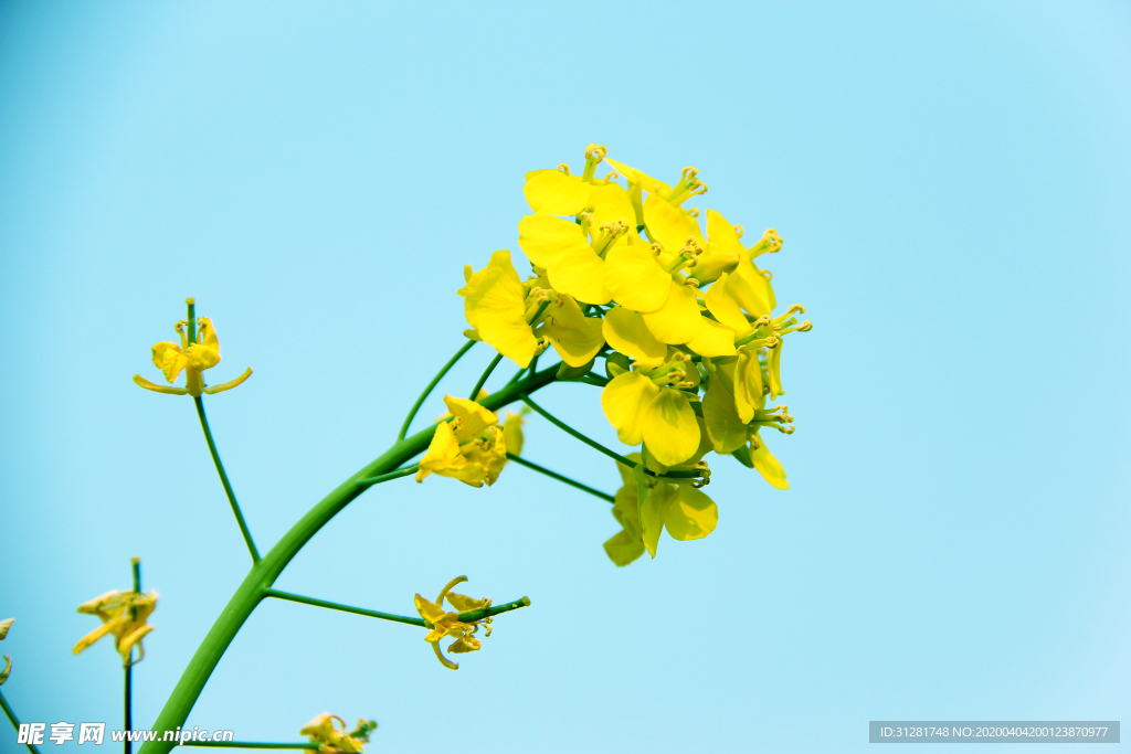 油菜花