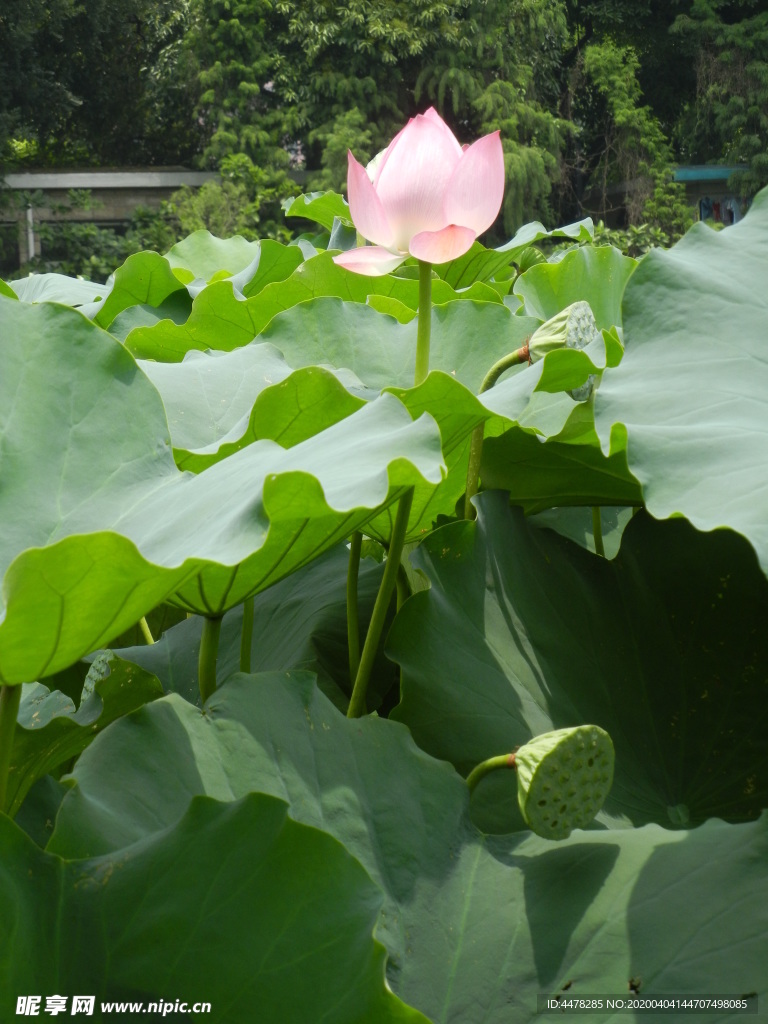 荷花