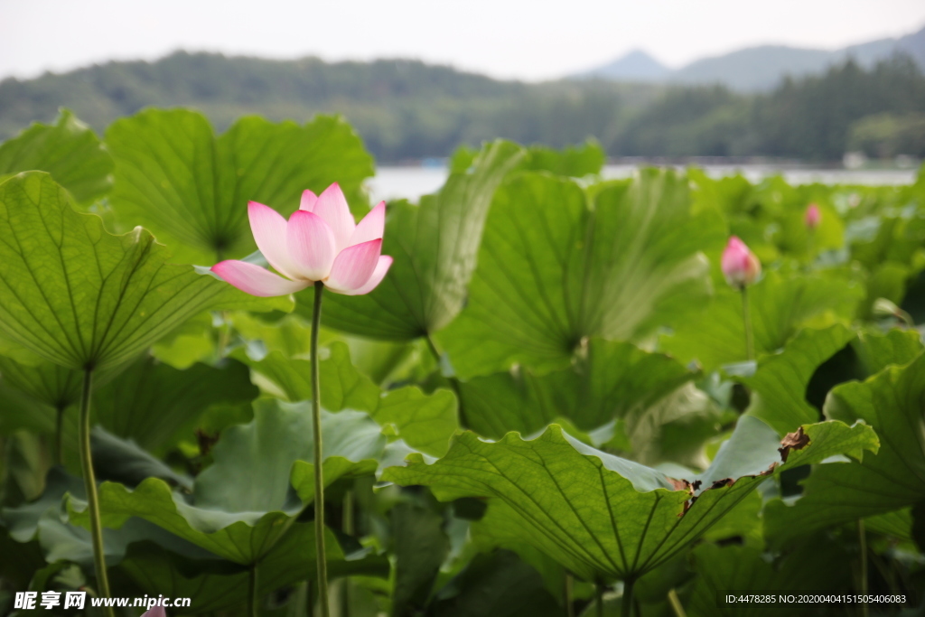 杭州西湖曲院风荷