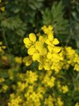 油菜花