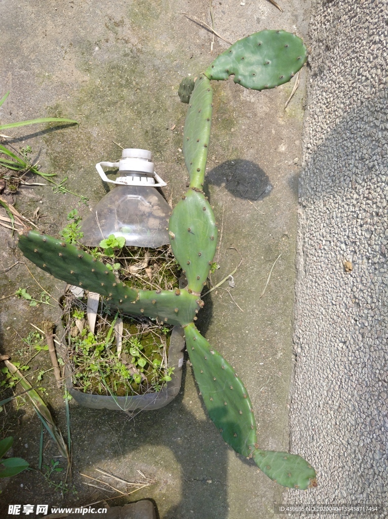 仙人掌