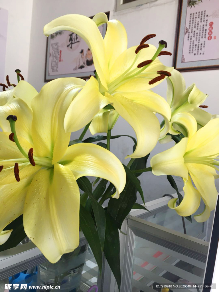 百合花
