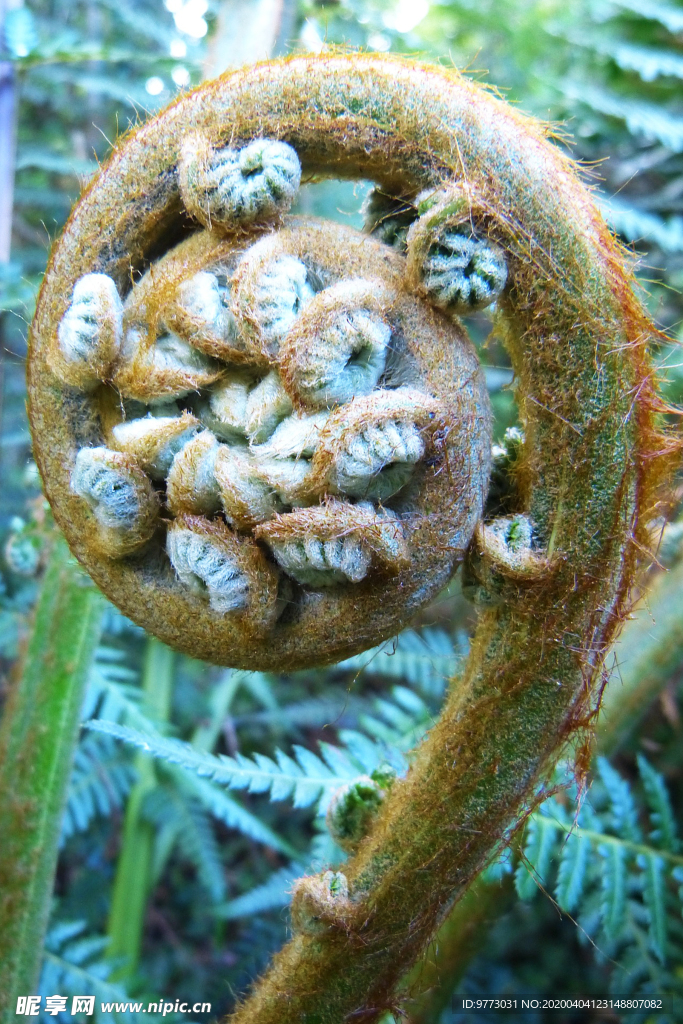 蕨类