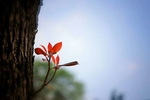 春天嫩芽发芽