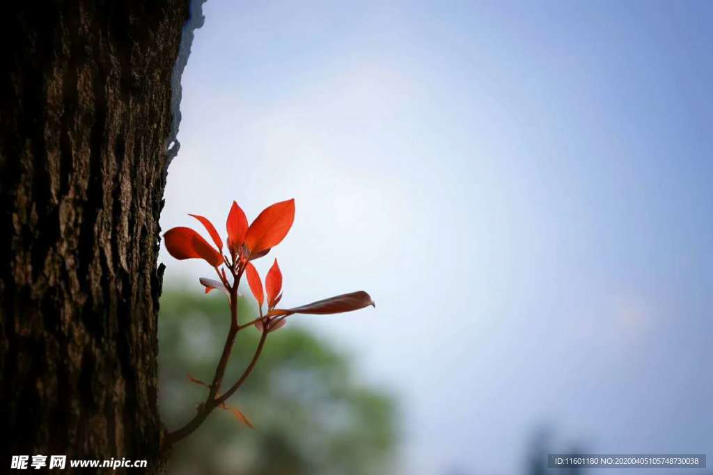 春天嫩芽发芽