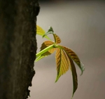 嫩芽发芽