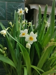 水仙花