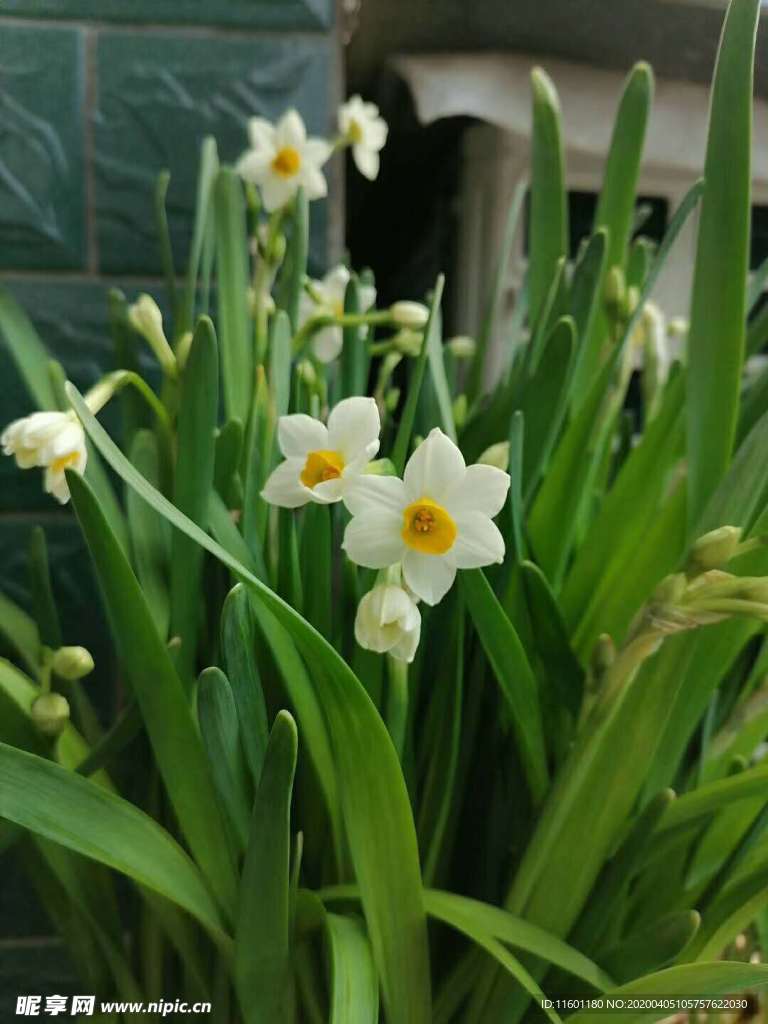 水仙花