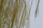 春意盎然绿柳如茵图片