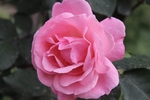玫瑰花