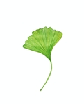 四叶草叶片