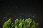 黑夜绿树森林