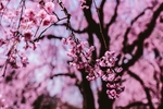 粉樱花