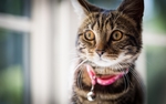 戴铃铛的猫咪