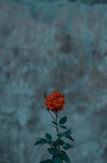 生长的玫瑰