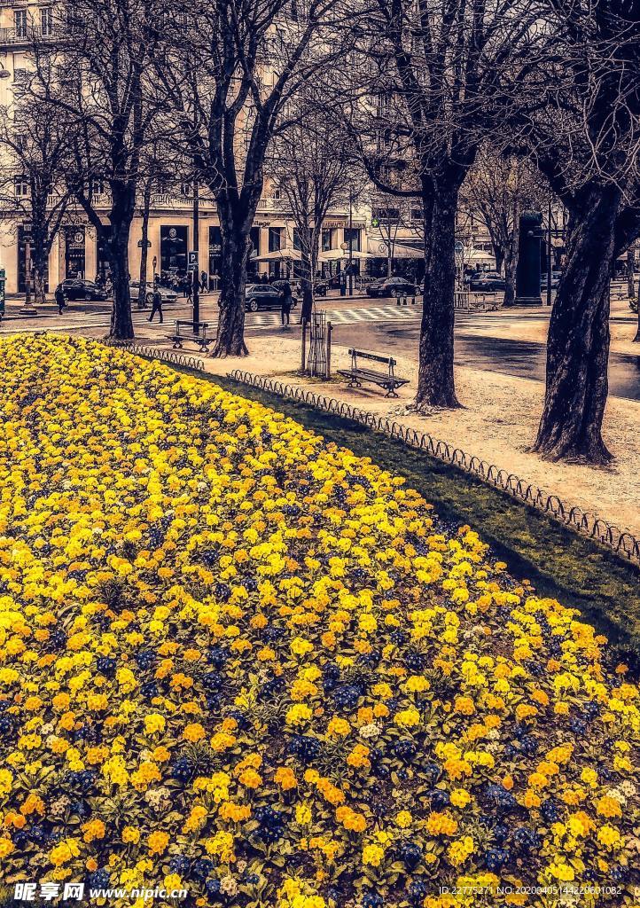 公园里的黄色菊花
