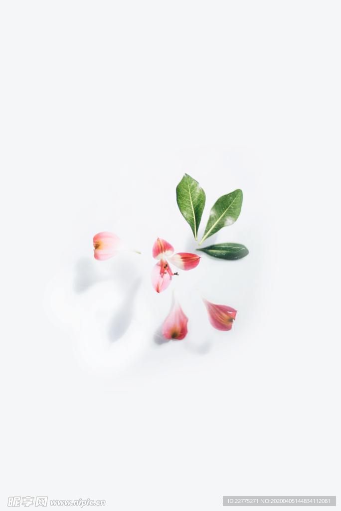 绿叶与花瓣