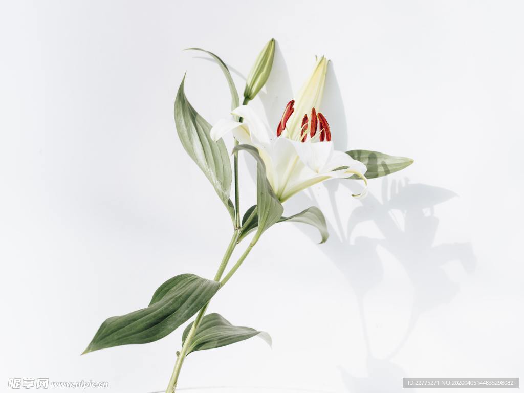 清新百合花