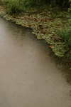 雨打荷塘