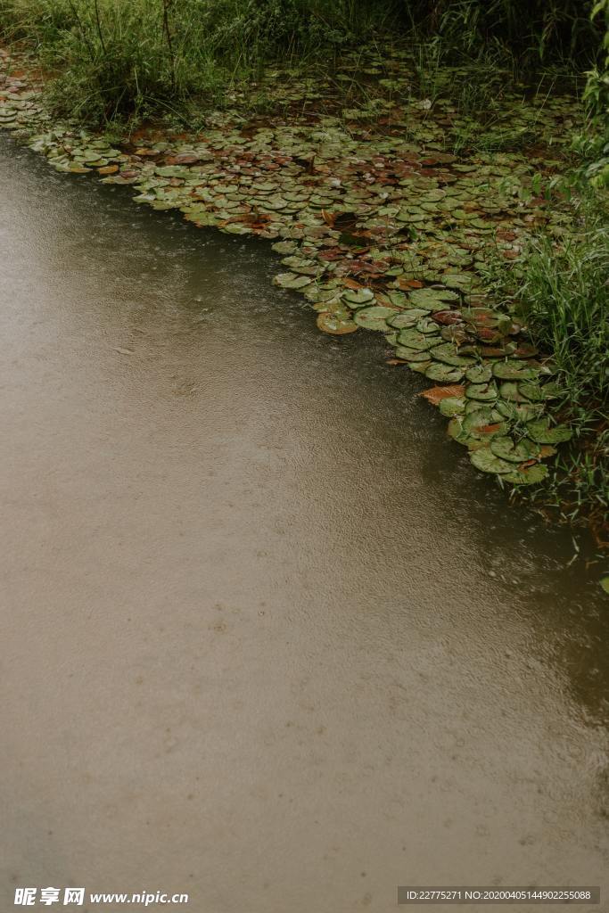 雨打荷塘