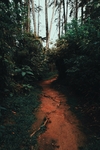 林间小路