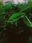 绿叶上的水滴