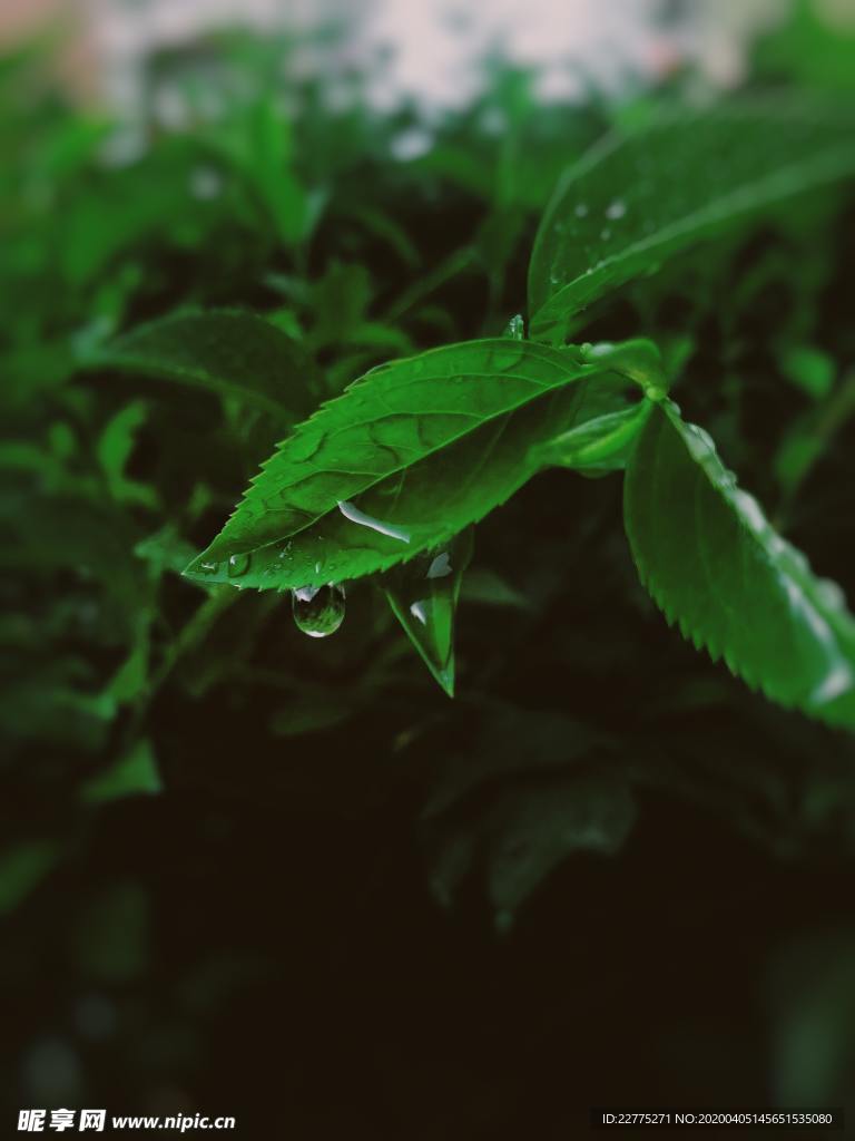绿叶上的水滴