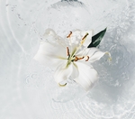 清水中的白花儿