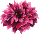 花卉