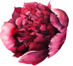 花卉