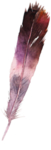 花卉