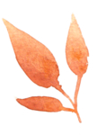 花卉